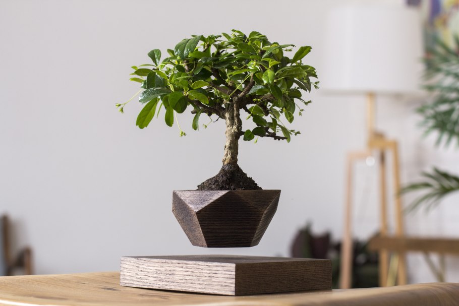 Классификация деревьев по высоте