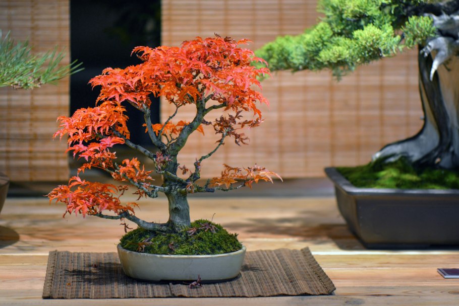 Бонсай куст