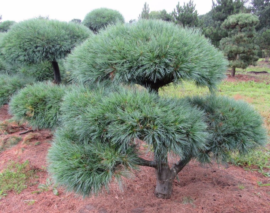 Секвойя бонсай