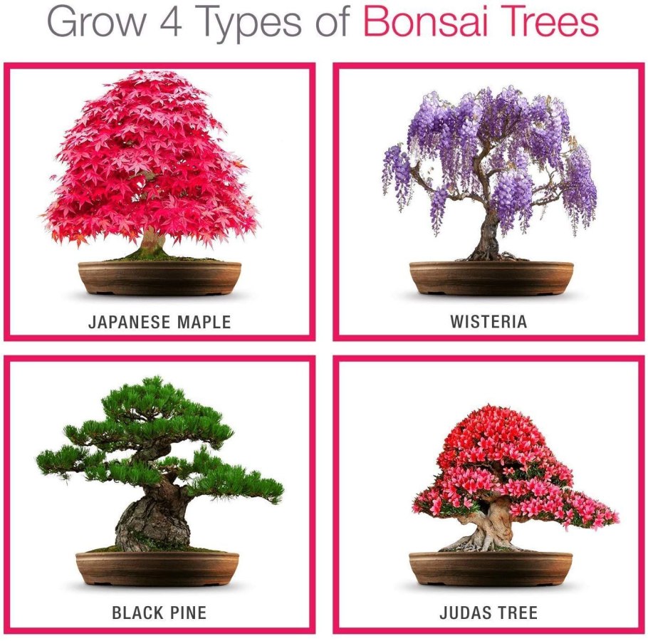 Криптомерия японская бонсай