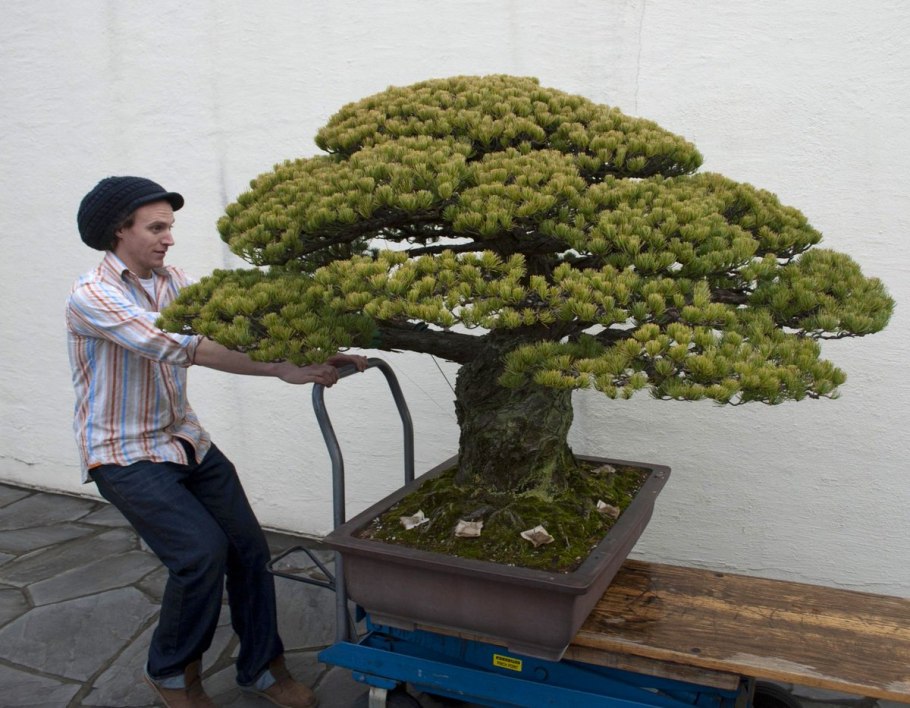 Pine Bonsai растение