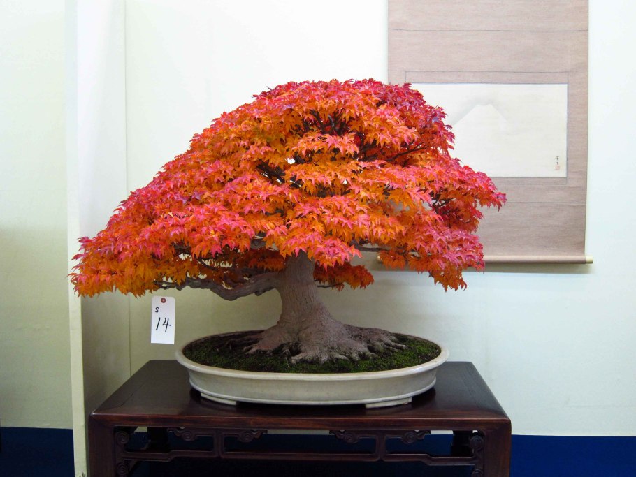 Япония дерево бонсай