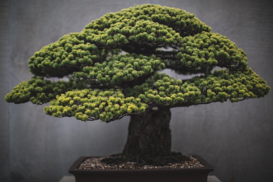 Alnus Bonsai