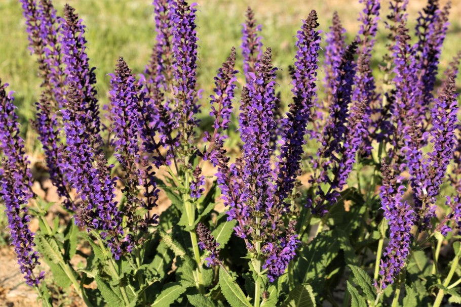 Шалфей всеобъемлющий ( Salvia amplexicaulis ).