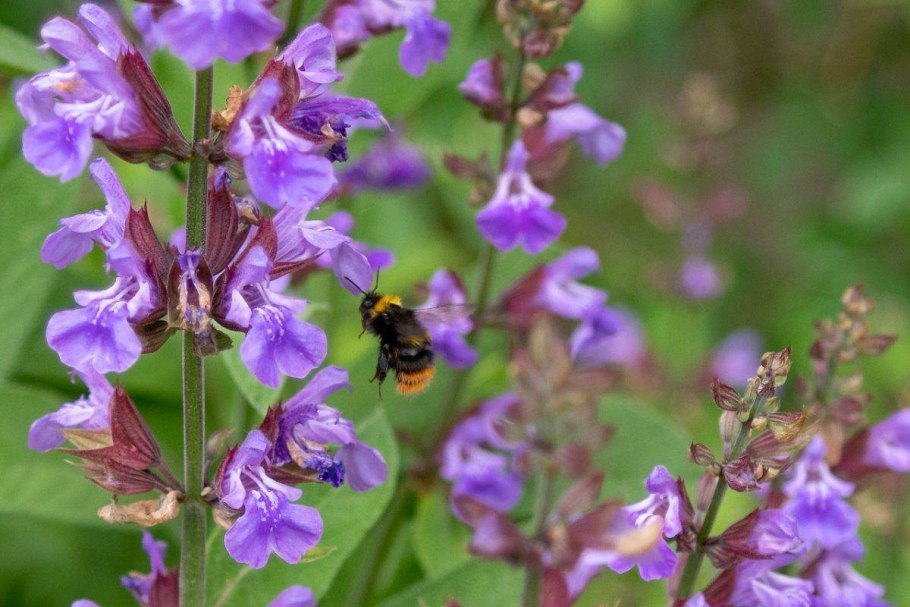 Шалфей лекарственный (Salvia)