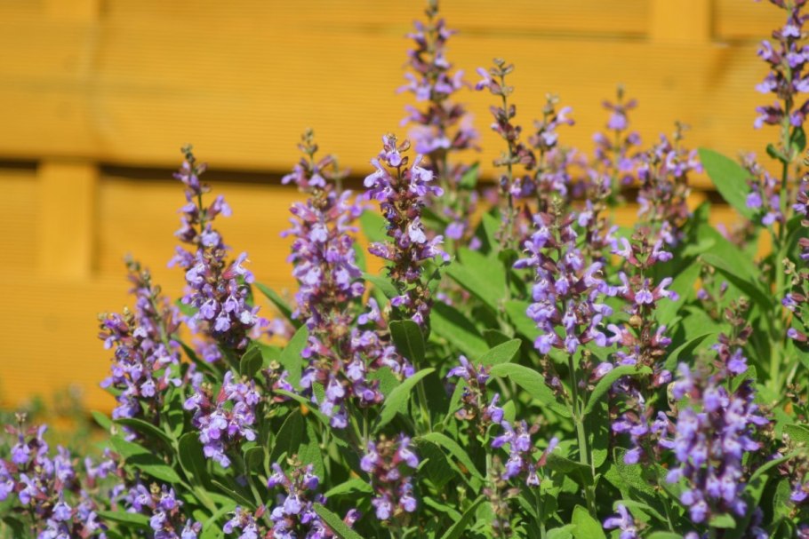 Шалфей лекарственный (Salvia officinalis)