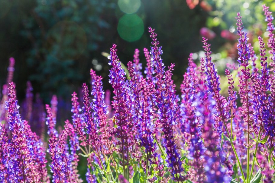 Сальвия Salvia Сальвия мучнистая