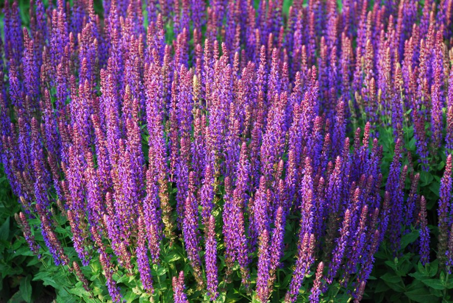 Шалфей Дубравный (Salvia nemorosa `Ostfriesland`)