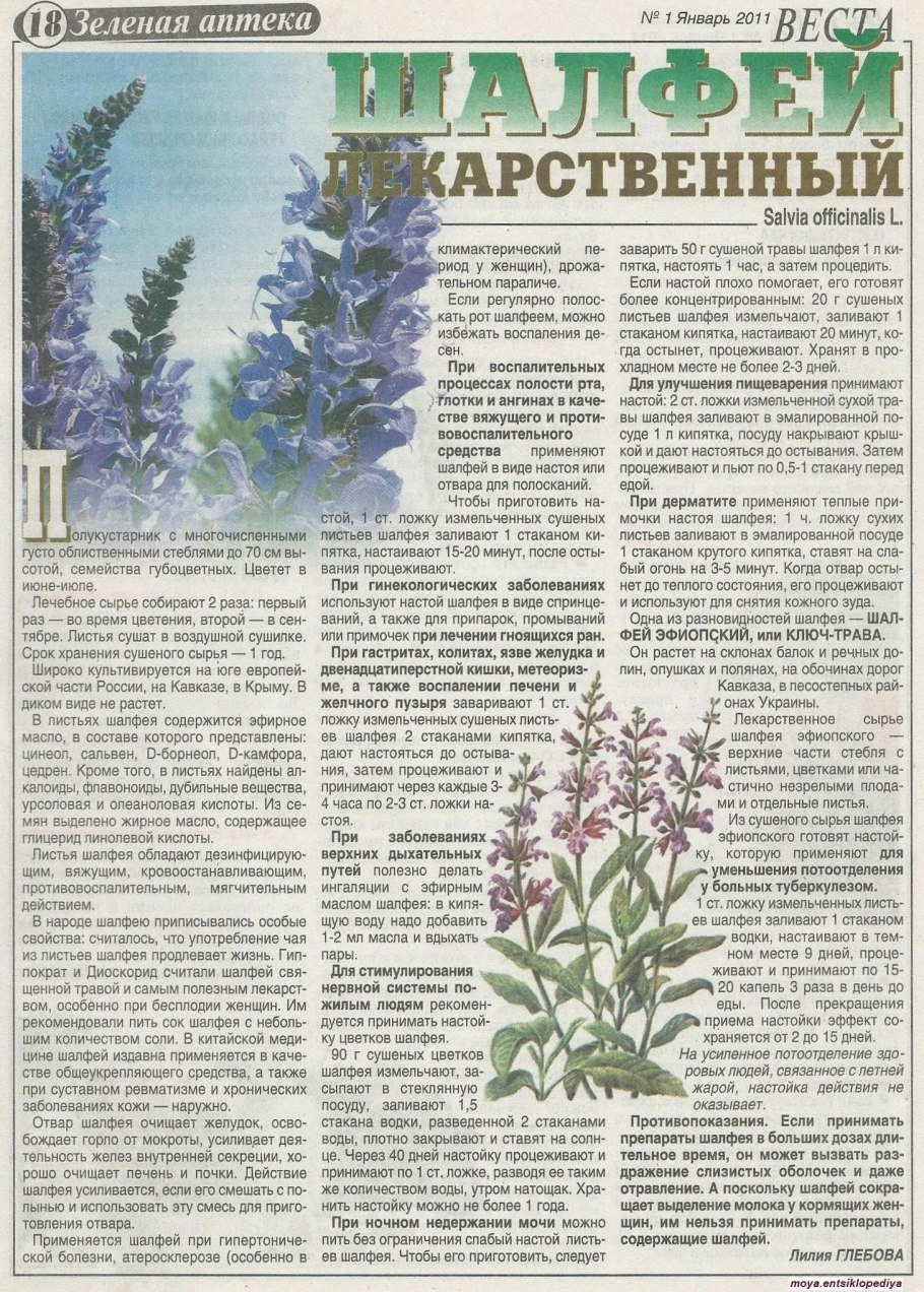 Шалфей лекарственный "Tricolor" (Salvia officinalis)