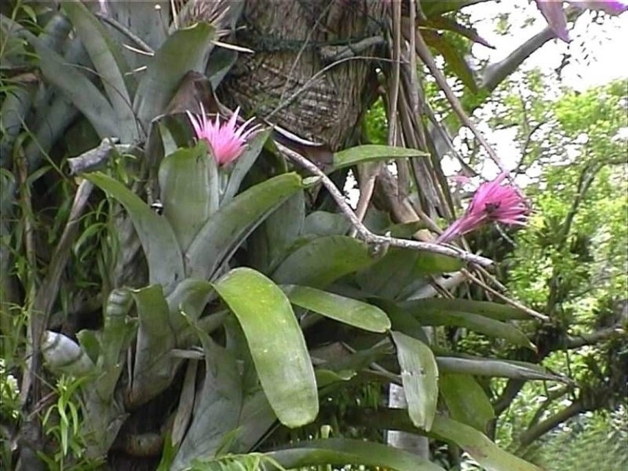 Бромелиевые (Bromeliaceae) в Южной Америке