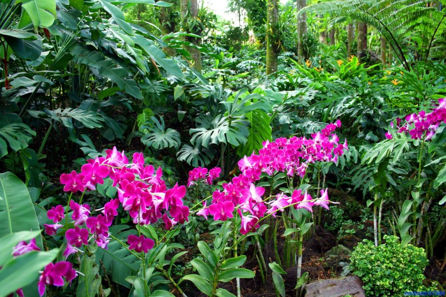 Тилландсия Анита в природе