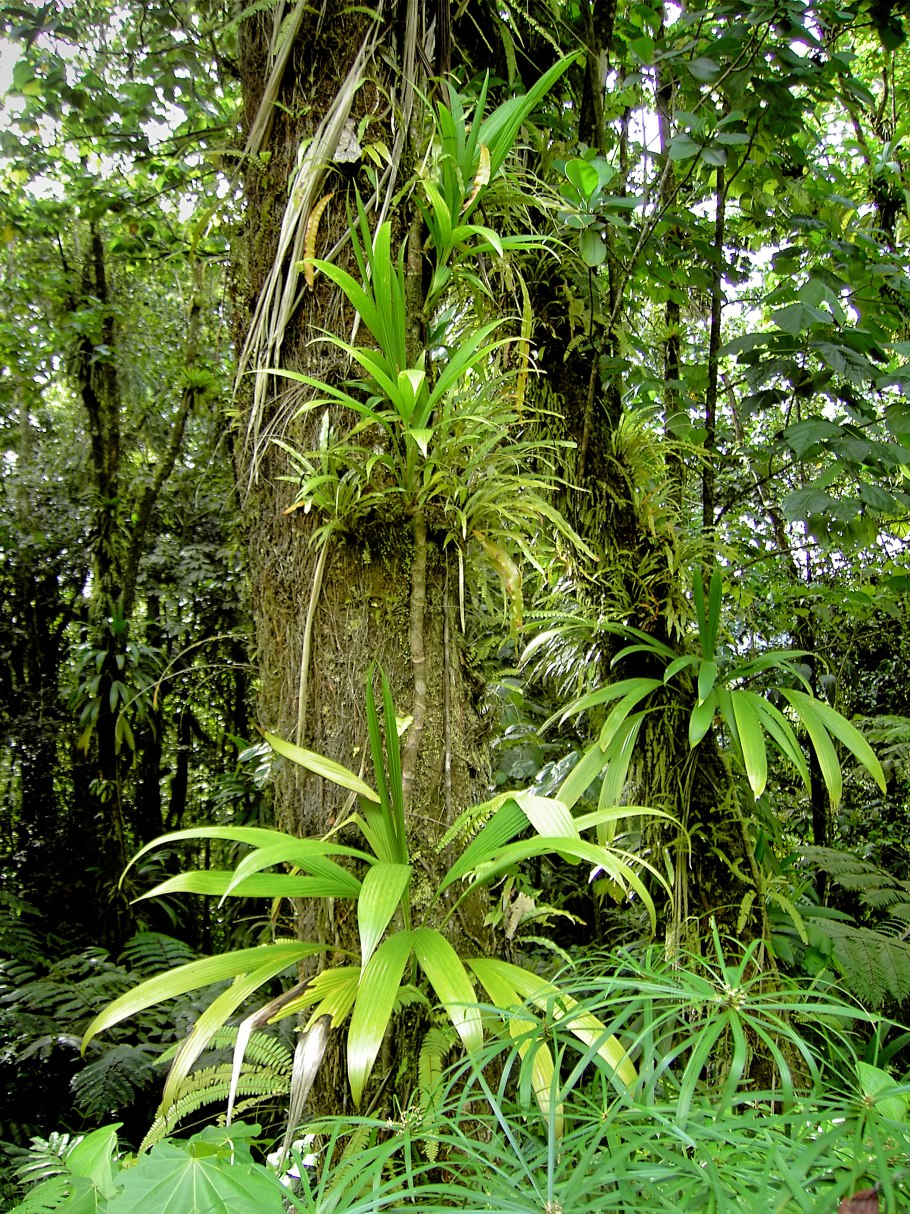 Эпифиты Южной Америки