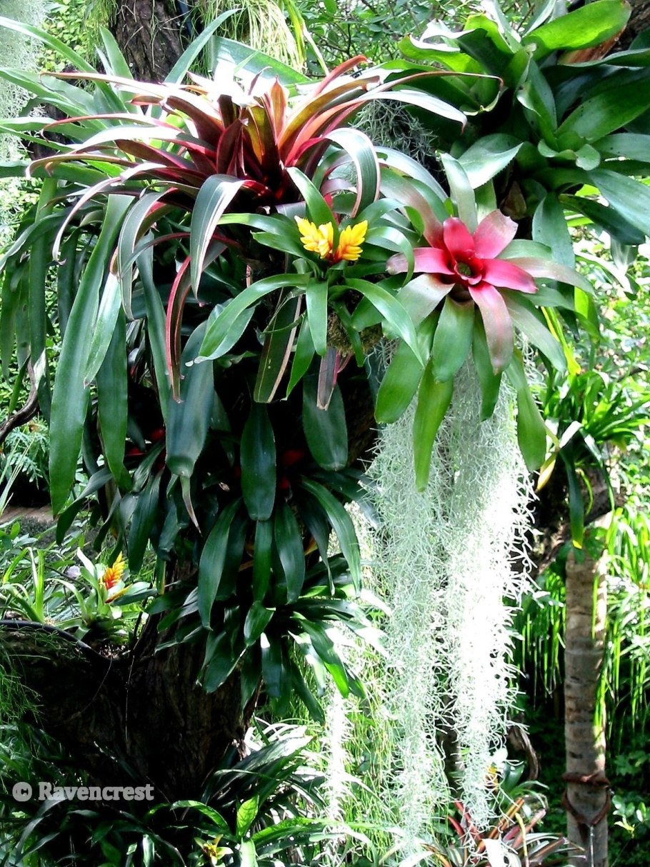 Тропические Эпифиты