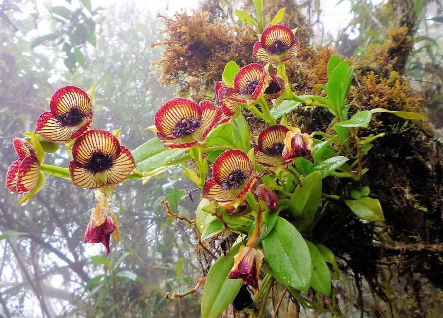 Гузмания эпифит