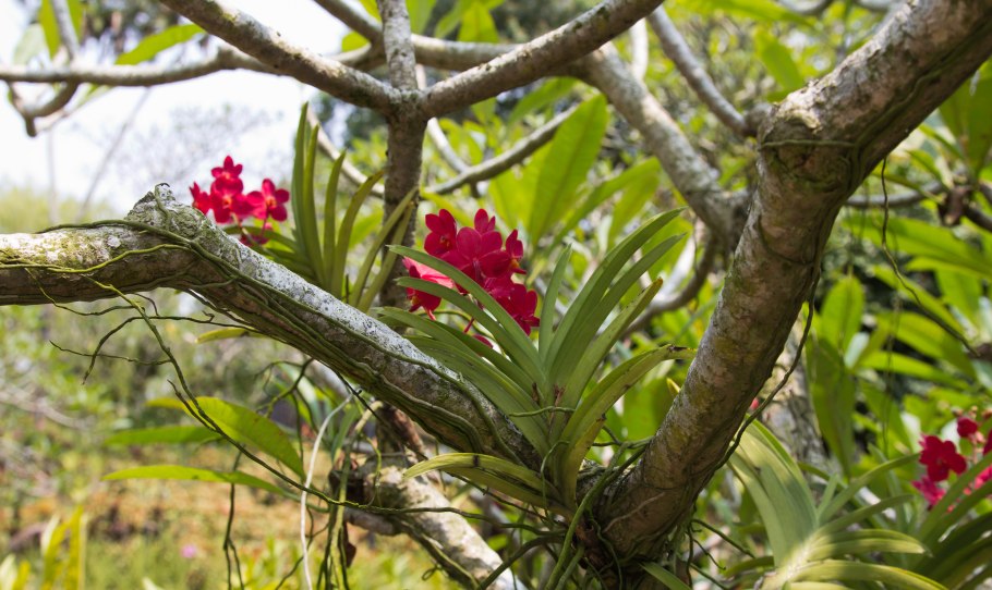 Растения Эпифиты орхидеи