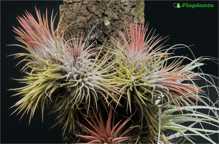 Орхидея Тилландсия