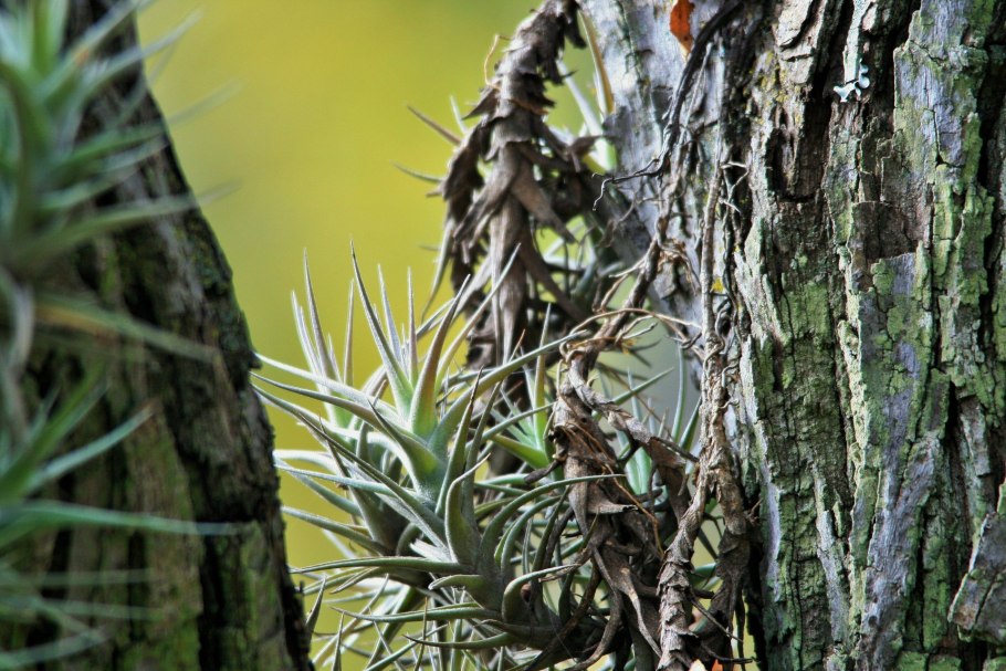 Эпифиты ксерофиты