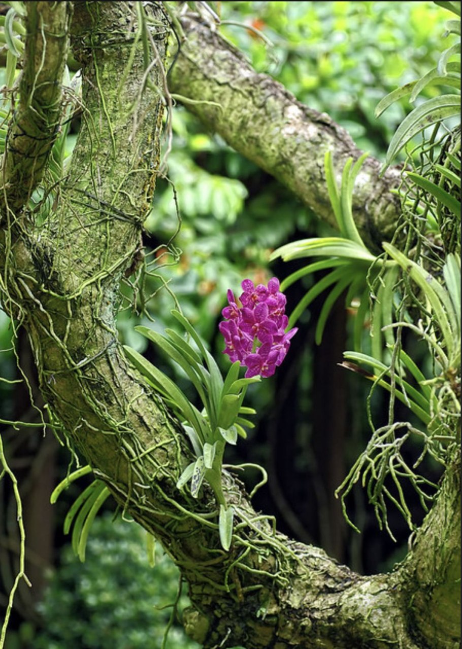 Орхидея эпифитная Ванда