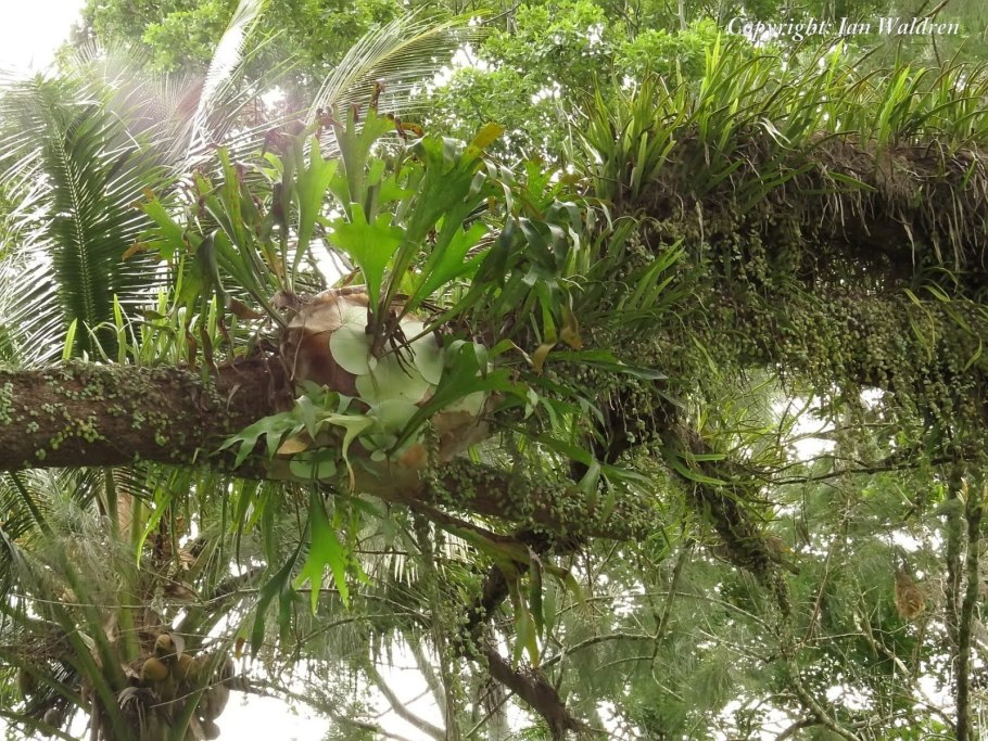 Эпифитный папоротник