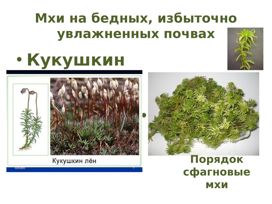 Мхи Bryophyta