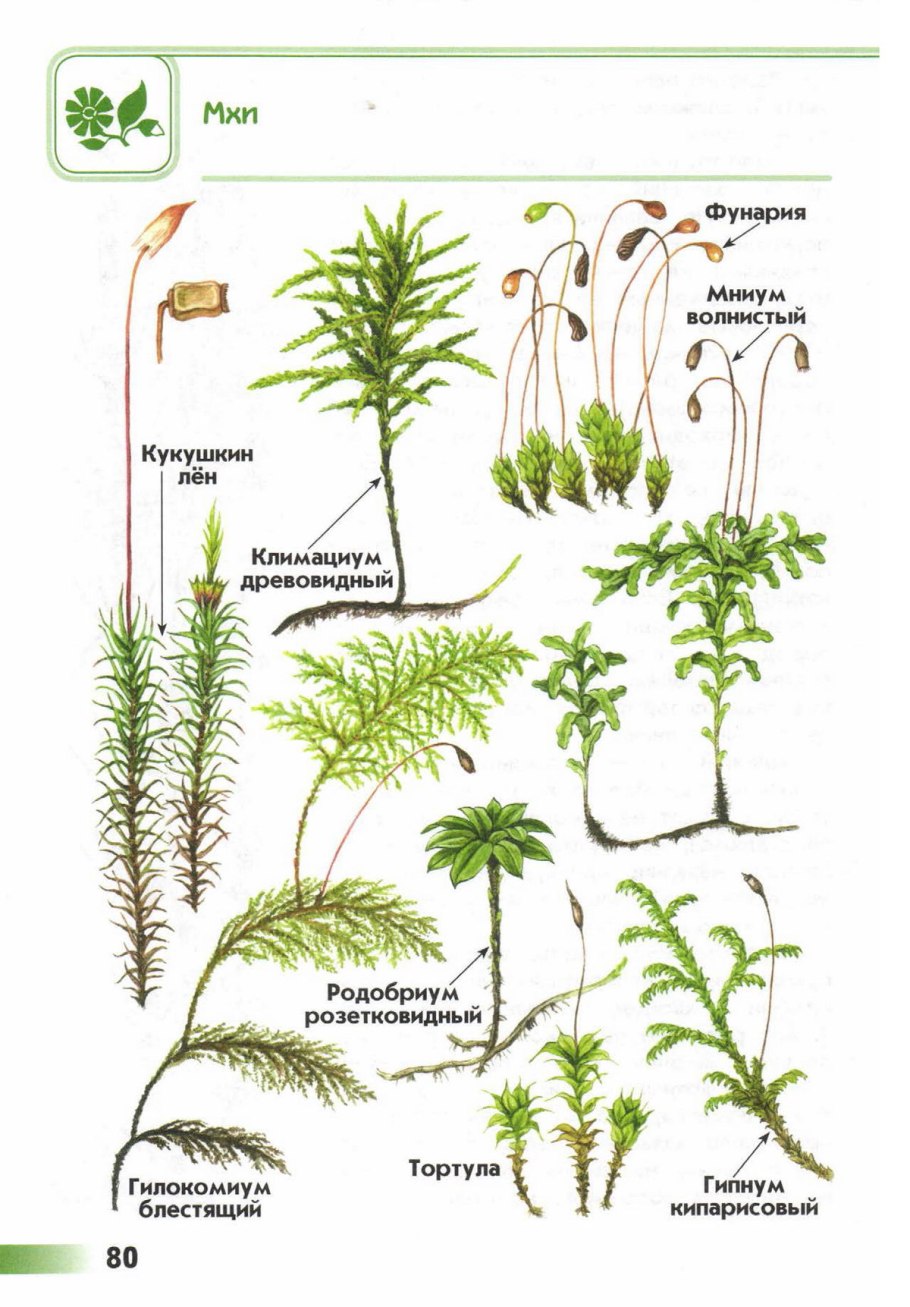 Brachythecium mildeanum