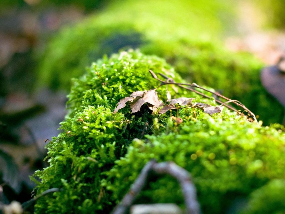 Такакия роголистная