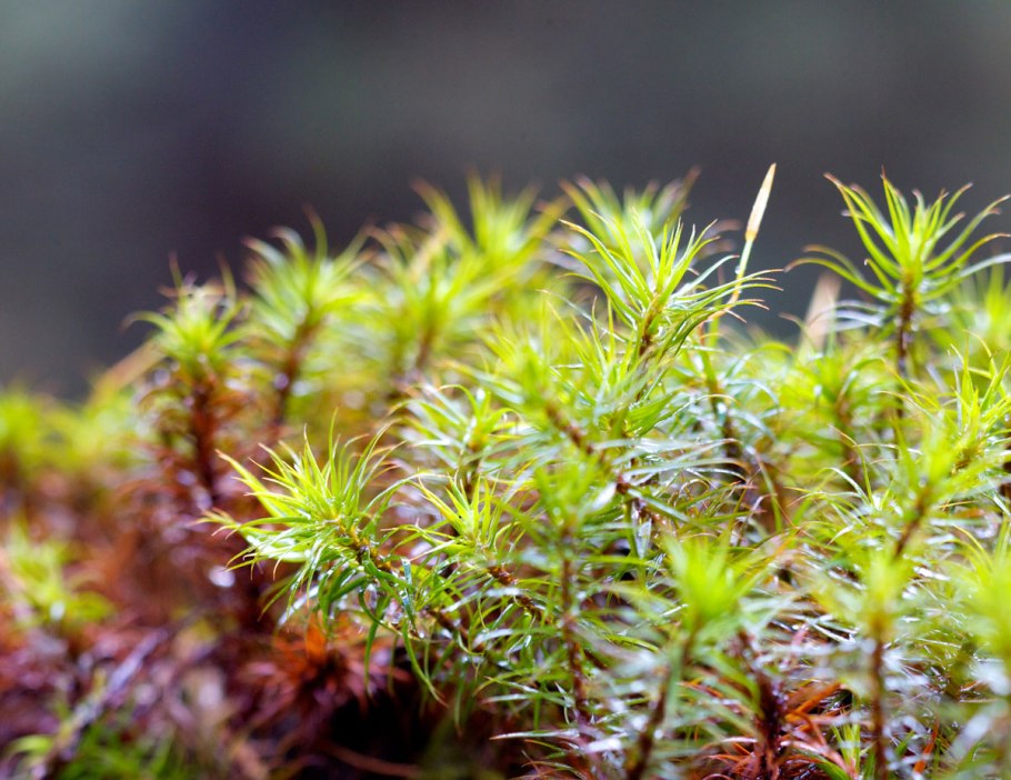 Щитовник Лесной мох