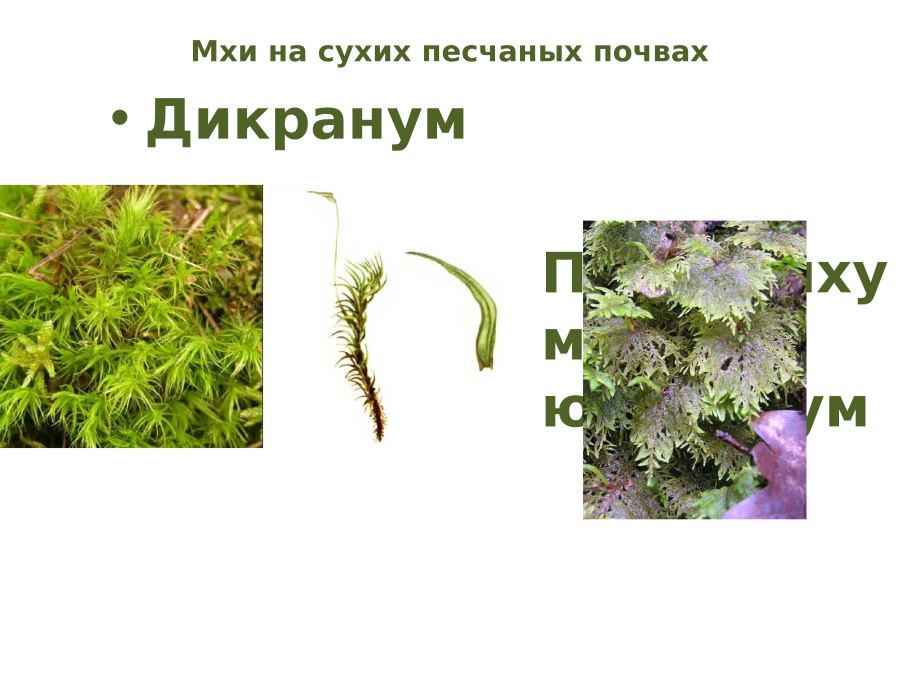 Высшие растения