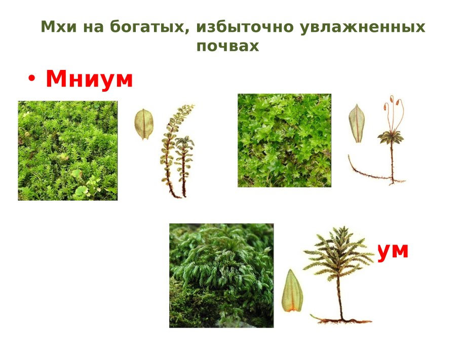 Споровые растения низшие высшие споровые