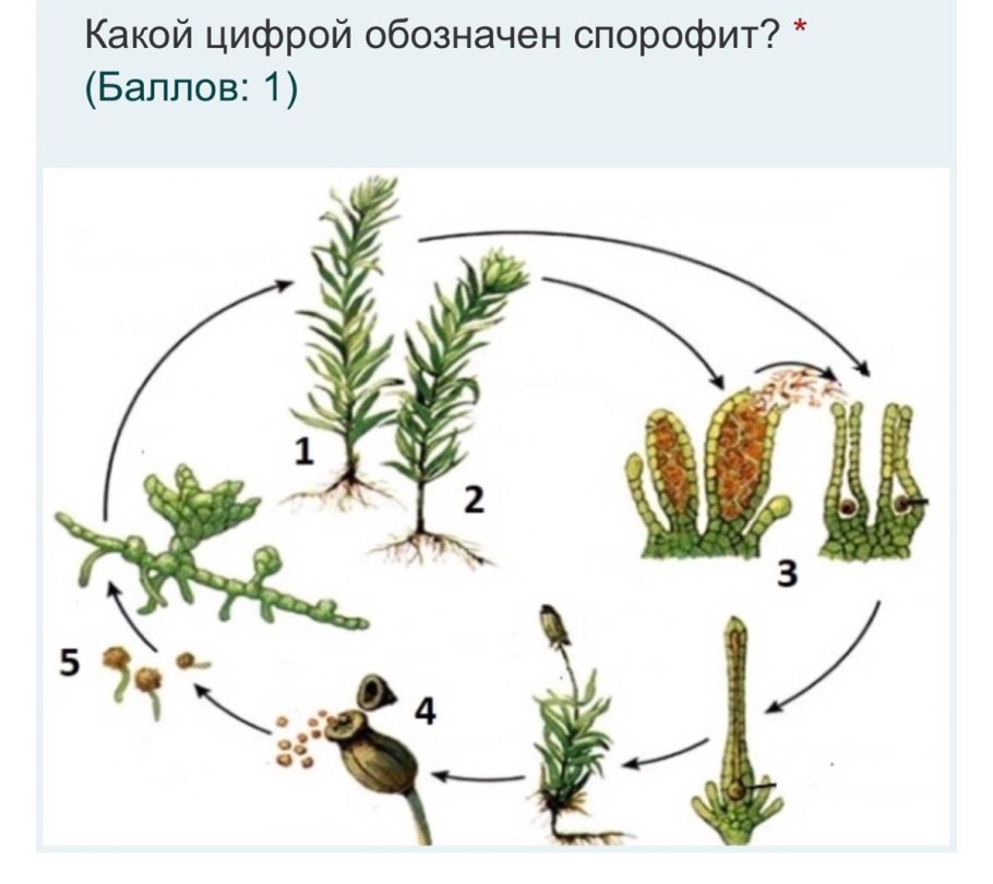 Ручьевой мох