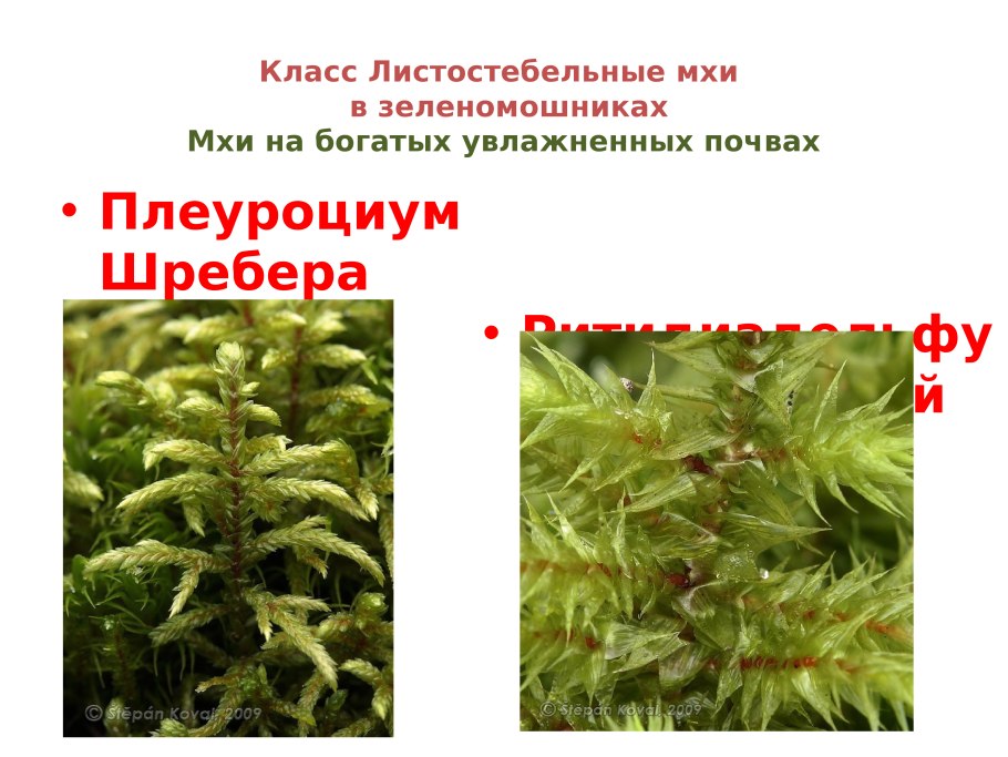 Сфагнум это водоросль