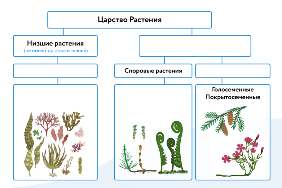 Растения низшие и высшие схема