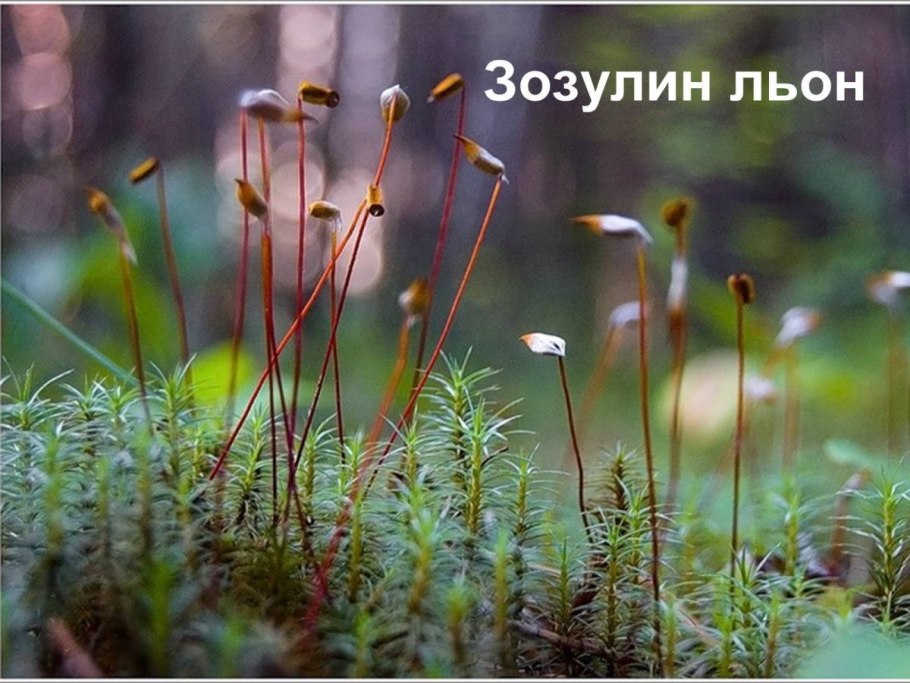 Биология 6 класс Пасечник учебник водоросли