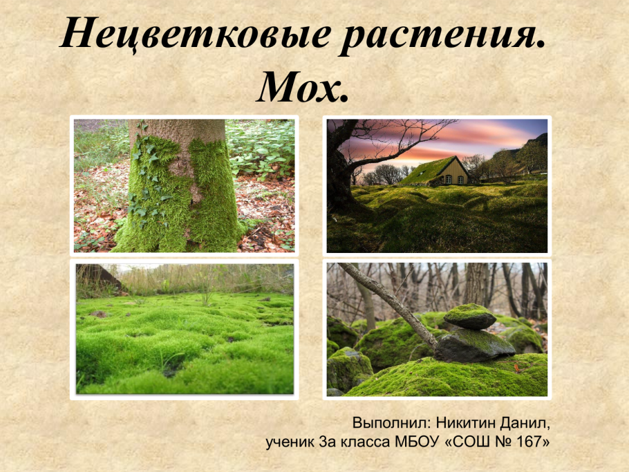 Бриум серебристый