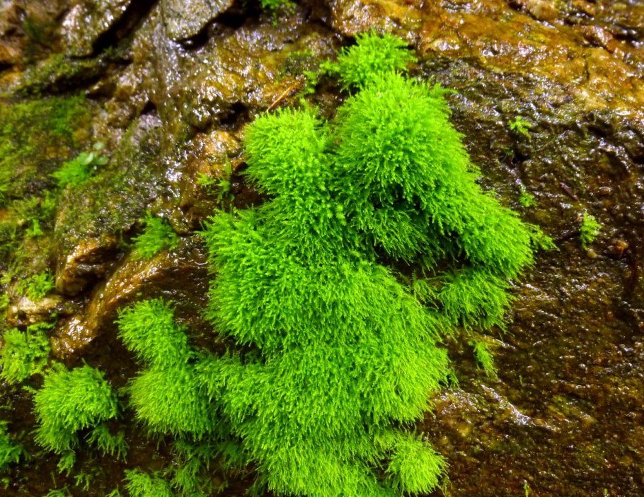 Мох жемчужный