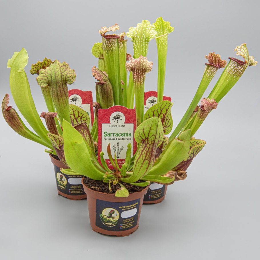 Саррацения пурпурная