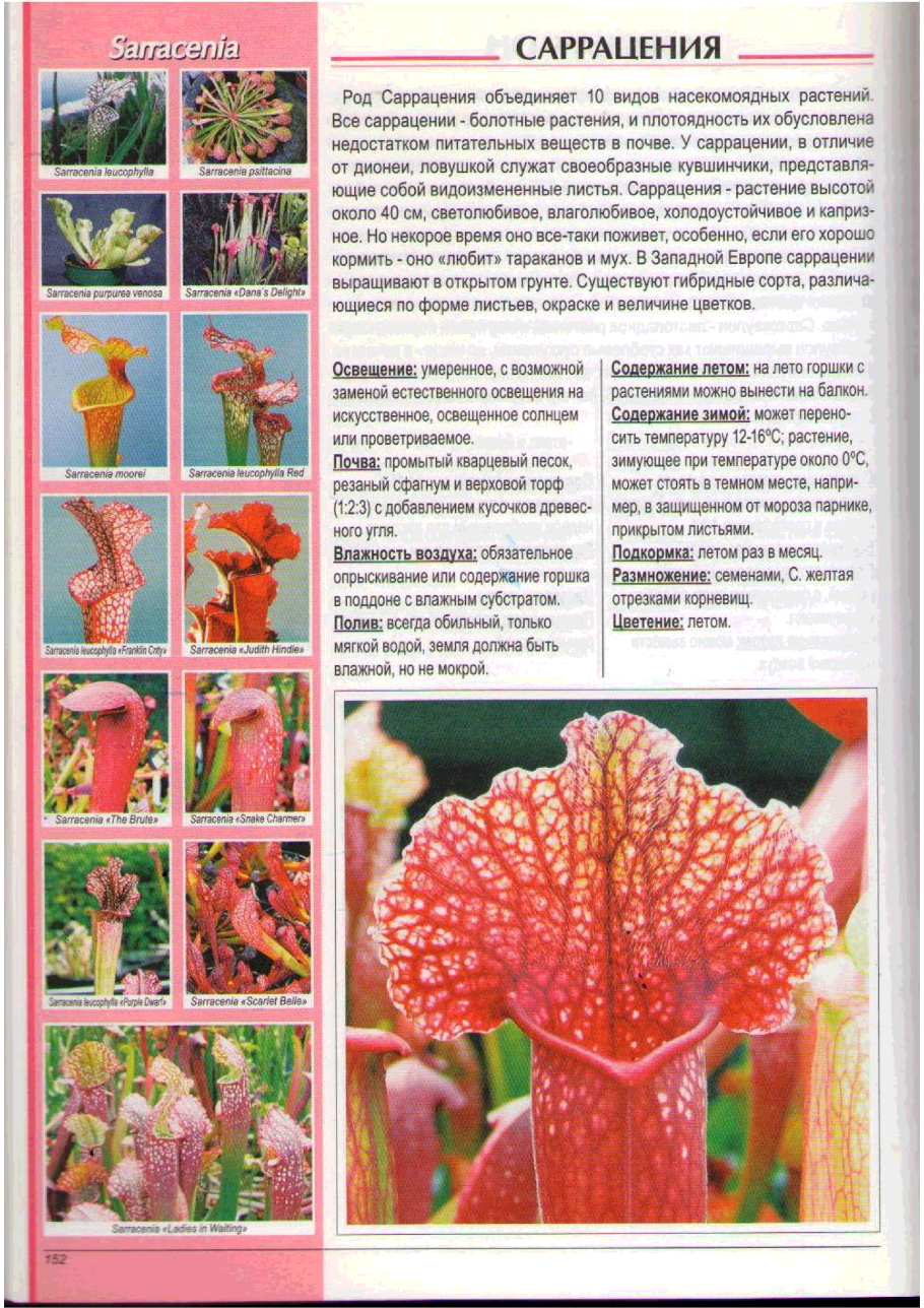 Саррацения цветет