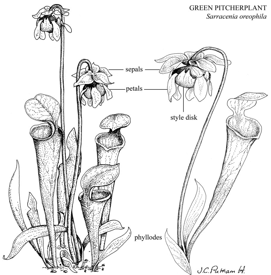 Sarracenia leucophylla