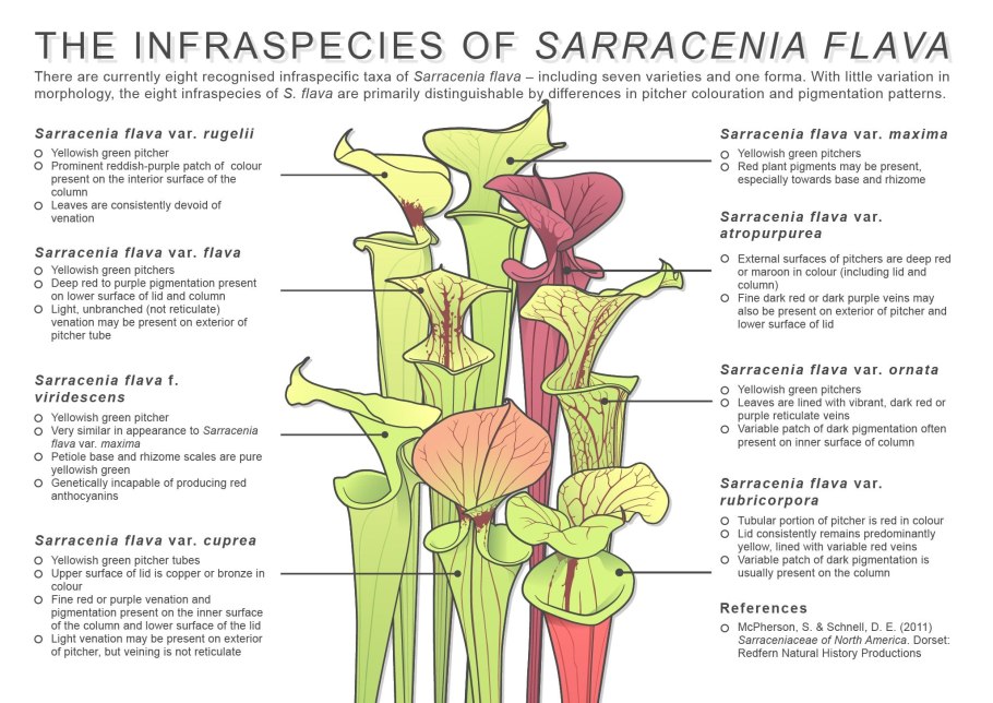 Саррацения purpurea