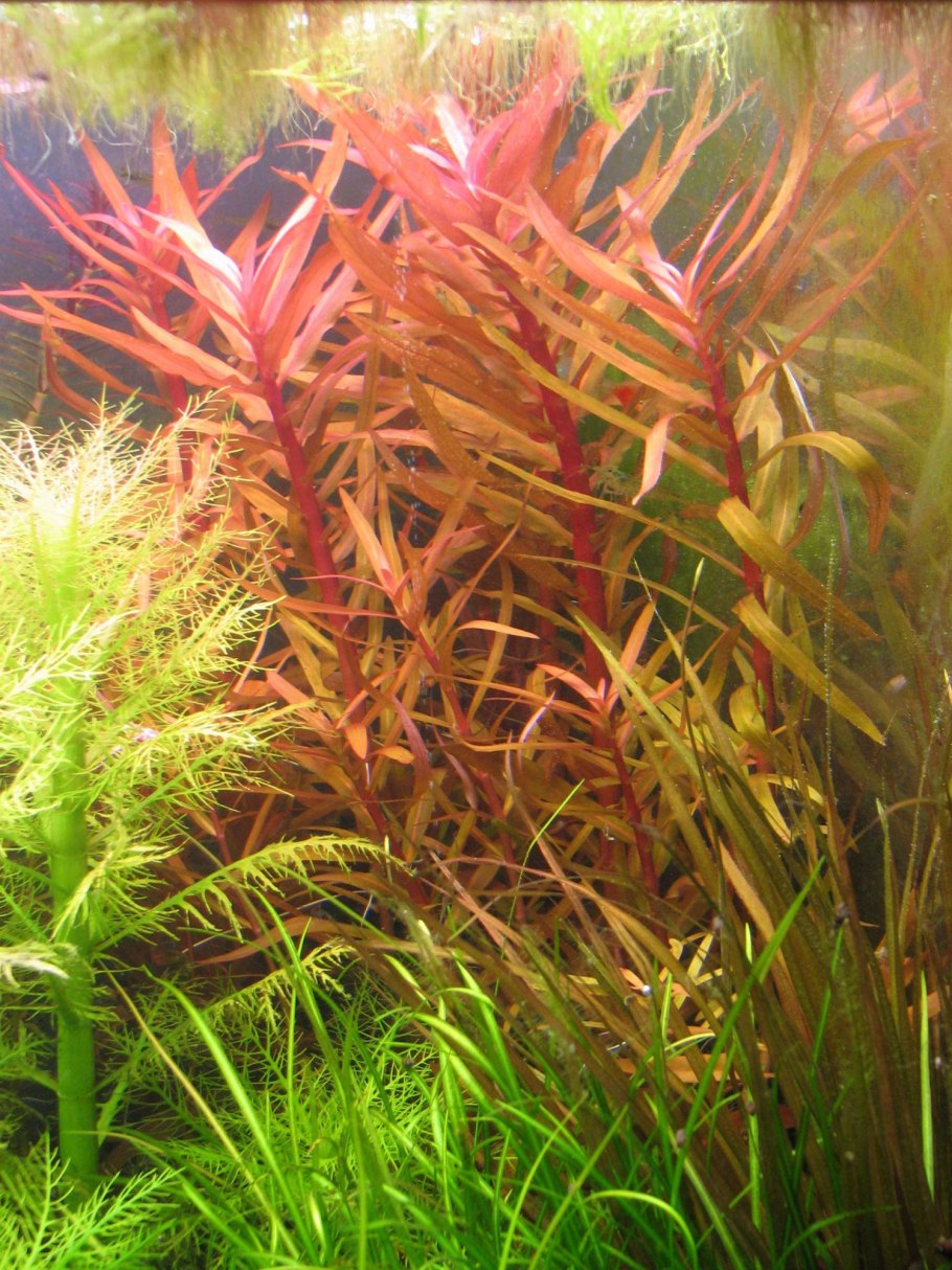 Аммания Грацилис (Ammannia gracilis)