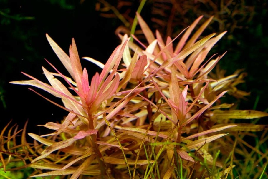 Аммания изящная (Ammannia gracilis)