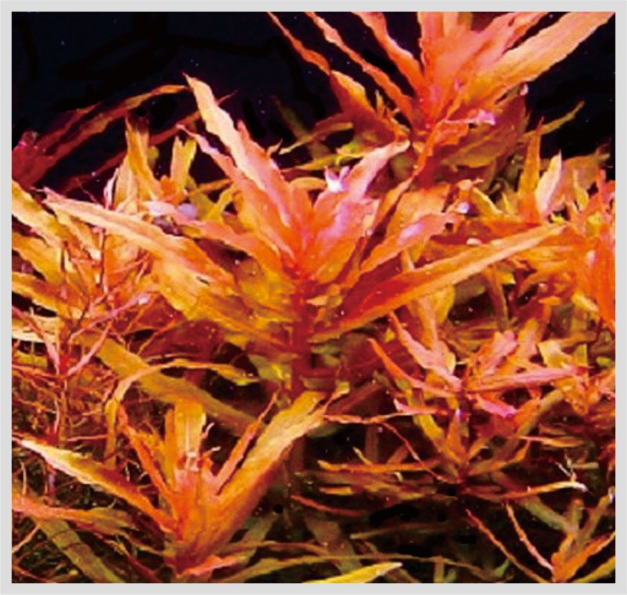 Аммания изящная (Ammannia gracilis)
