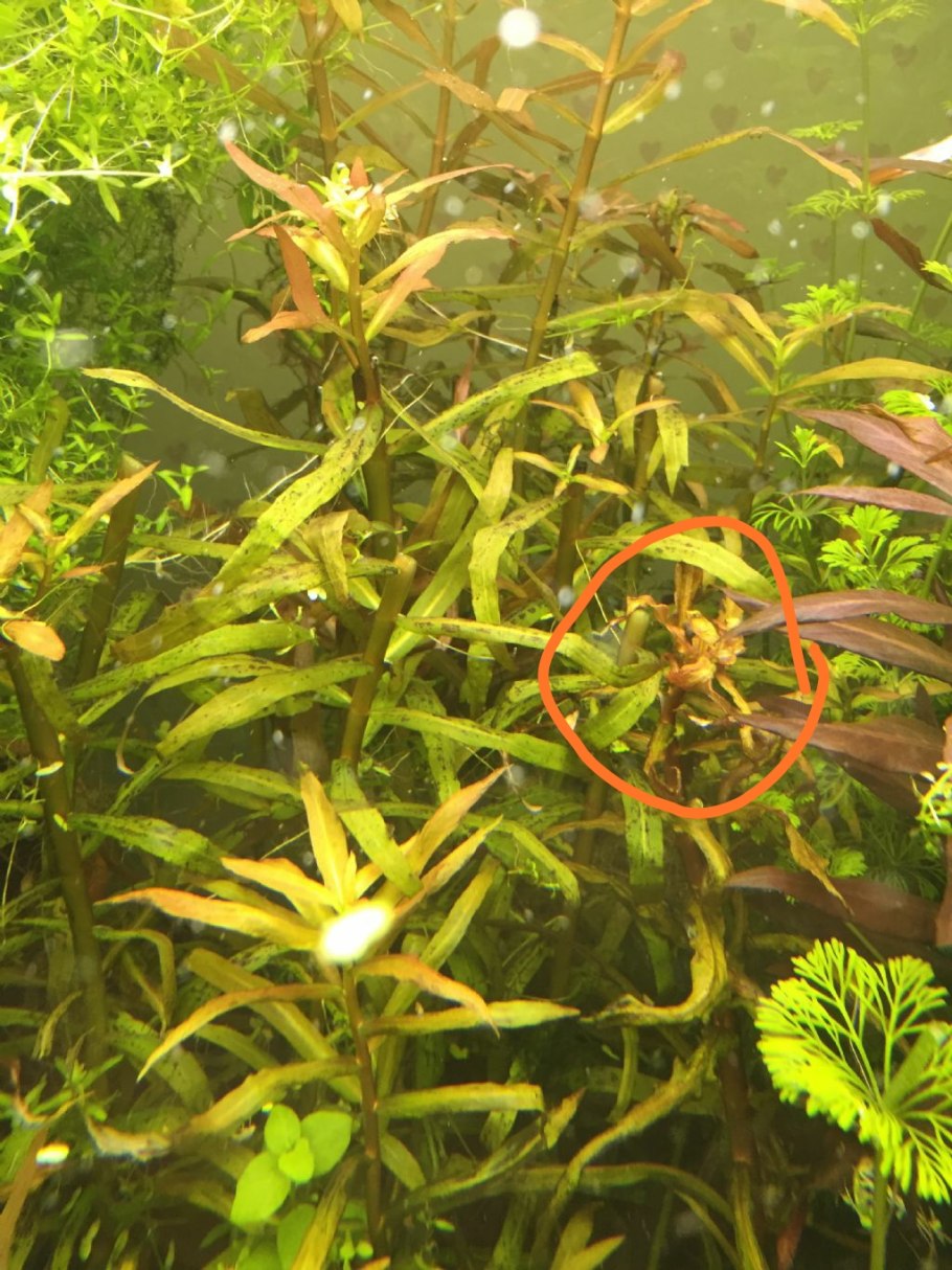 Ammania gracilis