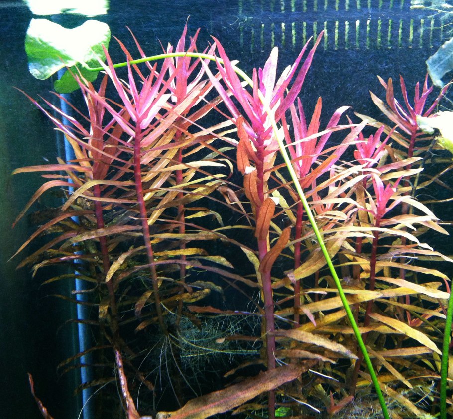 Аммания изящная (Ammannia gracilis)