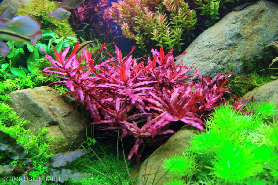 Аммания бонсай (Ammania SP.«Bonsai»)