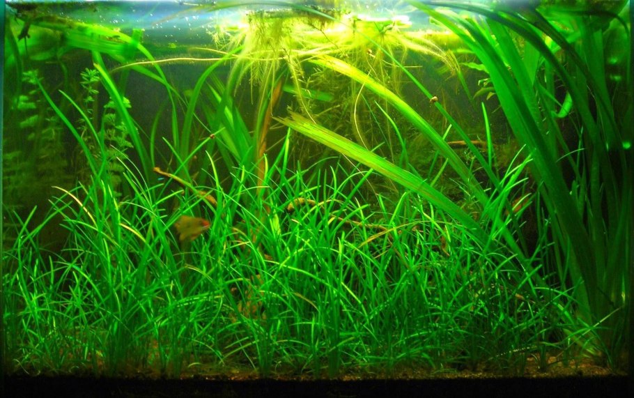 What Plant is suitable for planting in the Aquarium?
