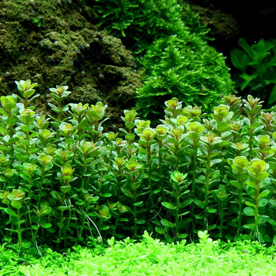 Ammania multiflora