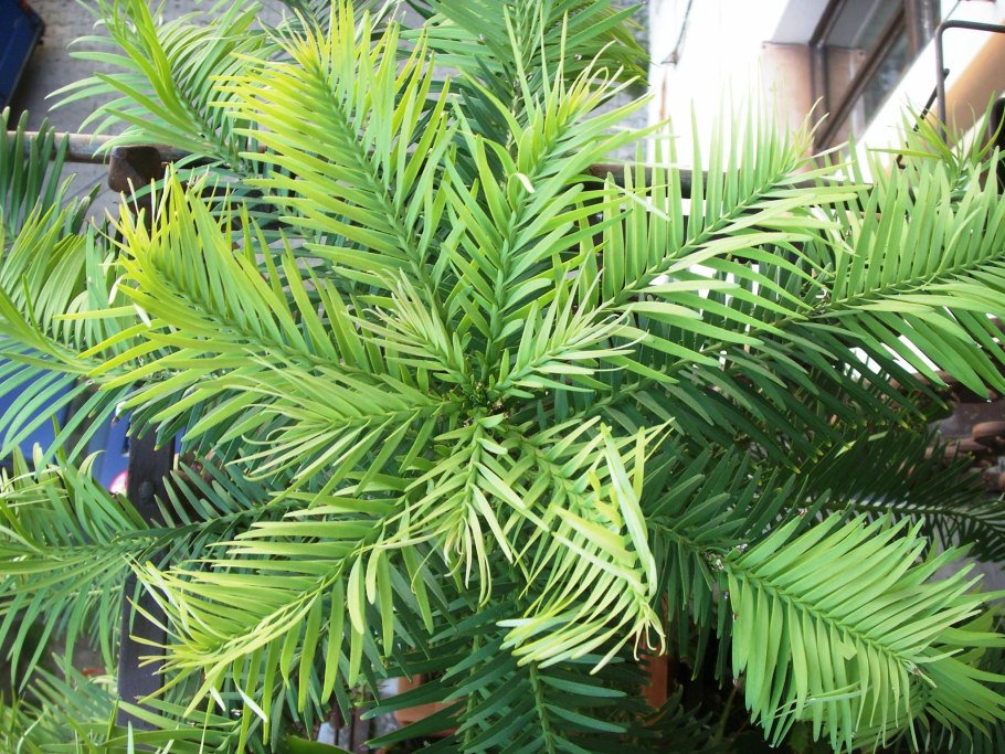 Воллемия Нобилис