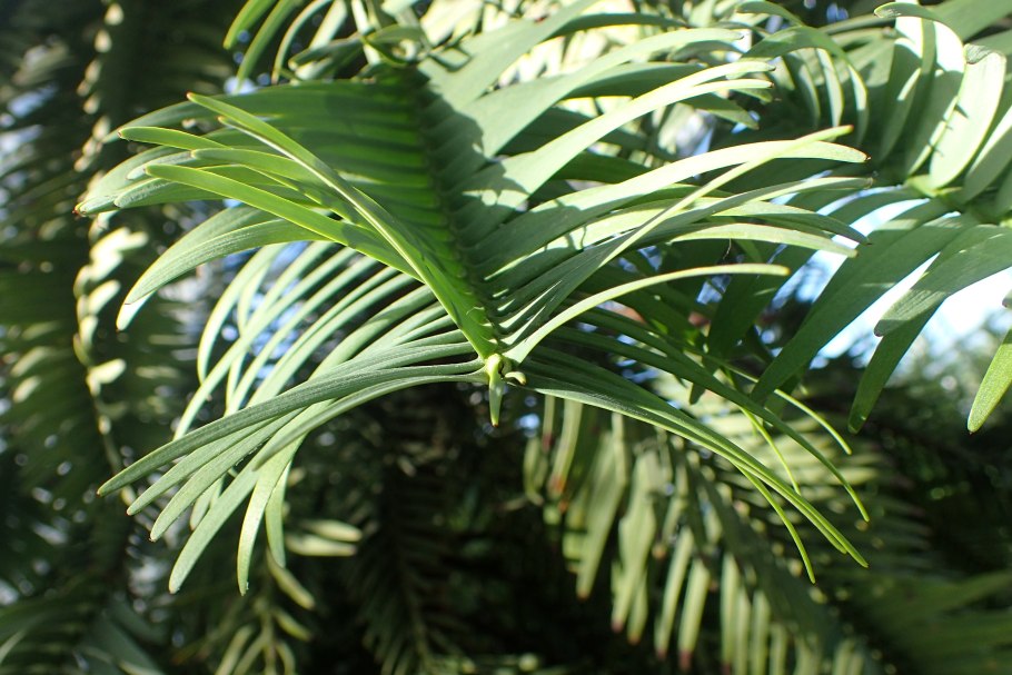 Араукария Ханстайна