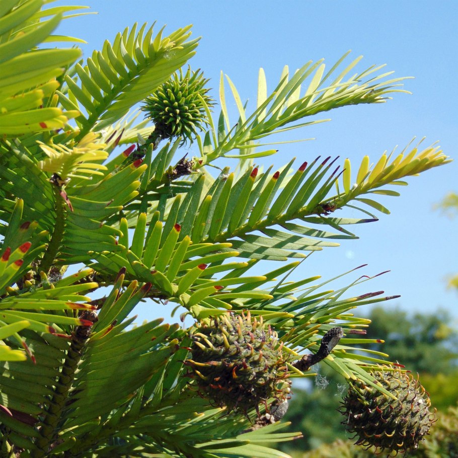 Wollemi pine